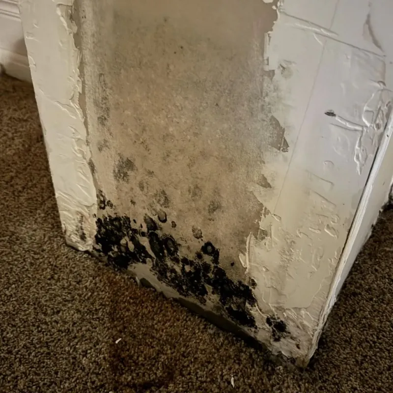 Professional Mold Removal in Arnett, OK